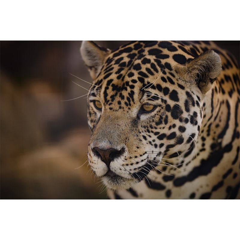 Lifelike Leopard Animal Wall Covering for Bedroom Living Room ,Waterproof