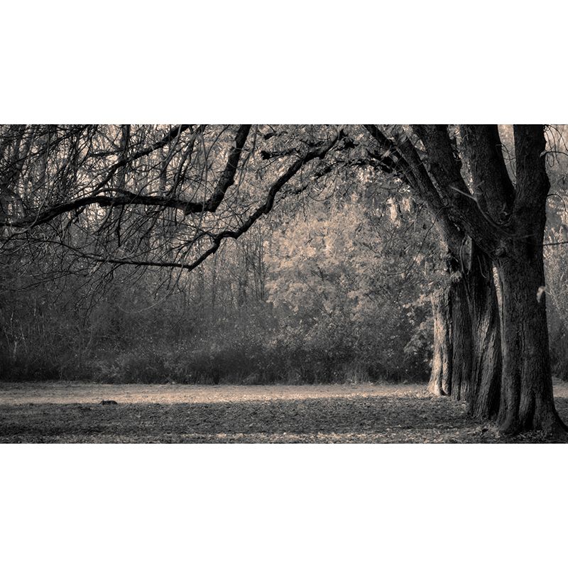 Photography Wall Mural Wallpaper Forest Scenery Sitting Room Wall Mural