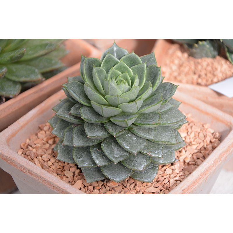 Plant Mural Decal Moisture Resistant Contemporary Bathroom Wall Covering