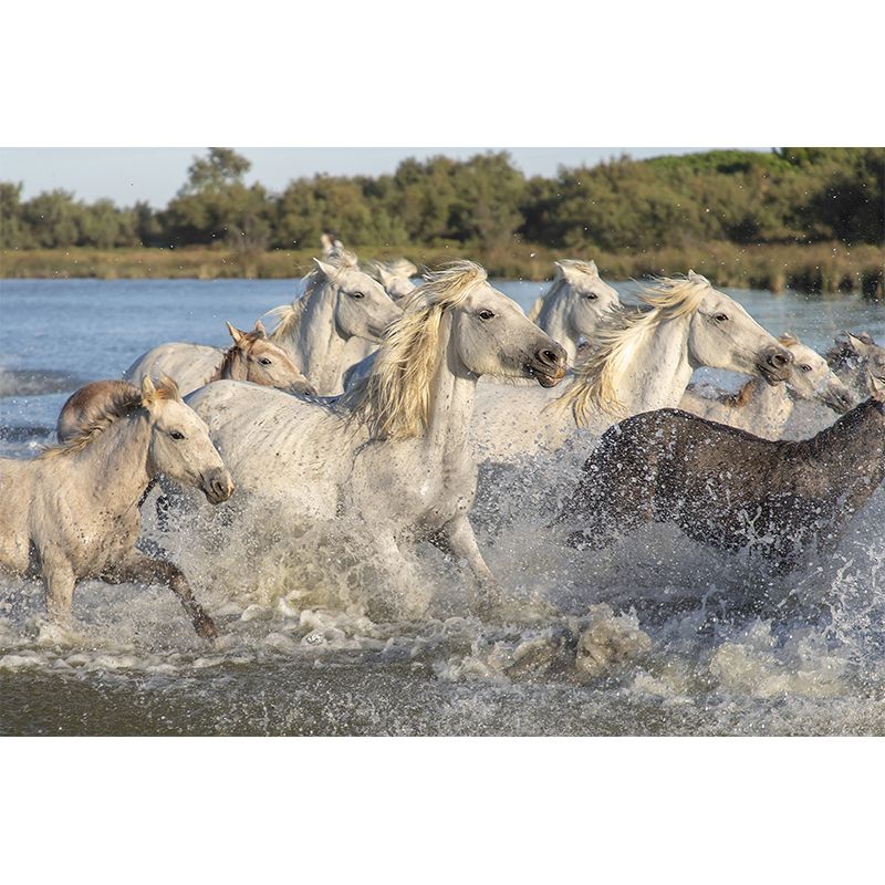 Galloping Horse Murals for Living Room Contemporary Style ,Customized Size