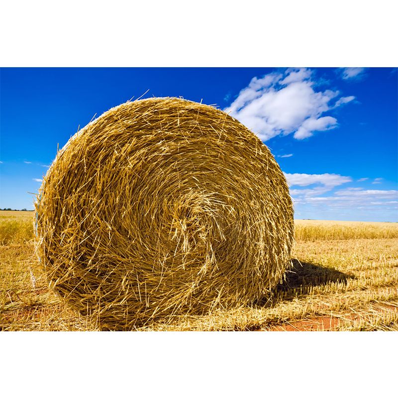 Moisture Resistant Hay Roll Mural Personalized Modern Wall Covering for House Interior