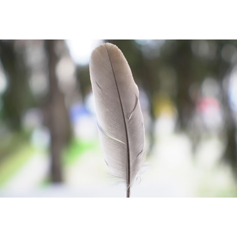 Bird Feather Mural Wallpaper Modern Mildew Resistant Wall Decor