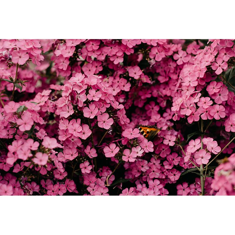 Beautiful Flowers Wallpaper Mural Eco-friendly Wall Decor for Living Room