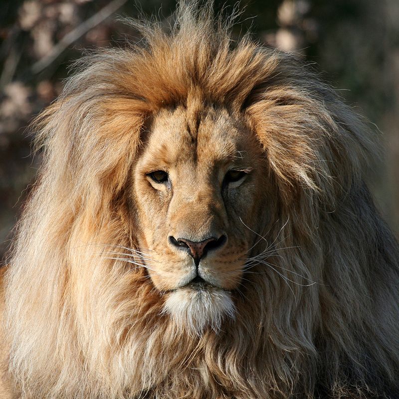 Modern Boys Wall Mural Decal with Lion Head Pattern Brown Wall Art for Living Room