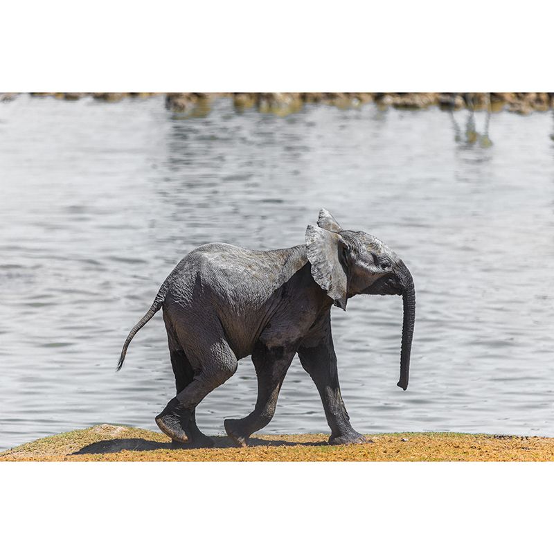 Wild Elephant Animal Mural Wallpaper for Sitting Room, Moisture Resistant