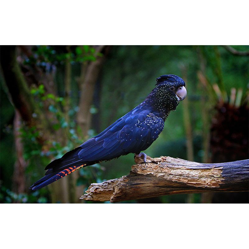 Lovely Parrot Wall Mural Wallpaper Mildew Resistant Wall Covering for Decoration