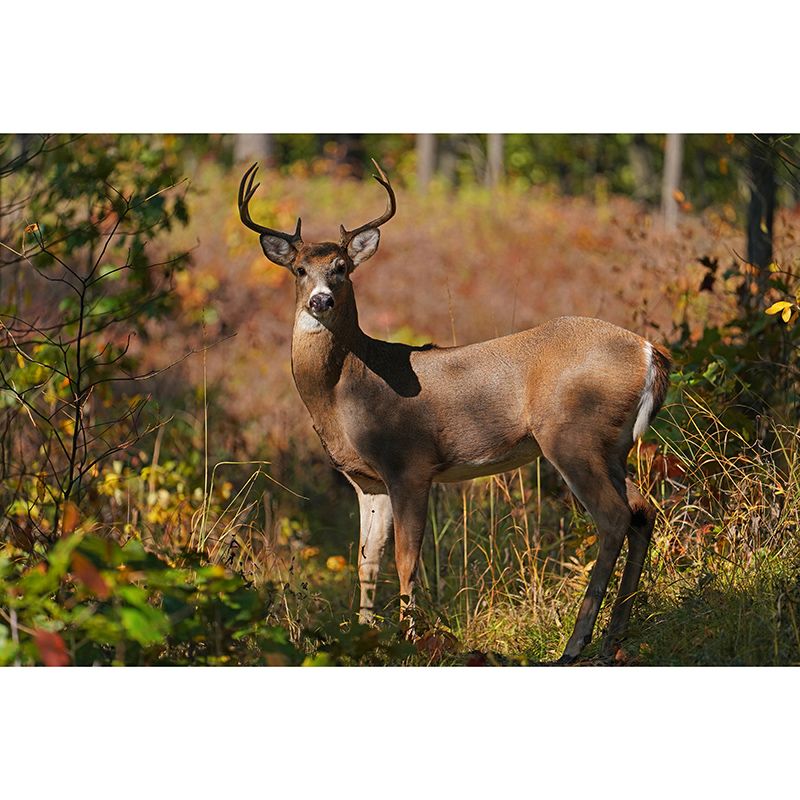 Deer Animal Minimalist Wall Covering for Living Room, Customized Size Available