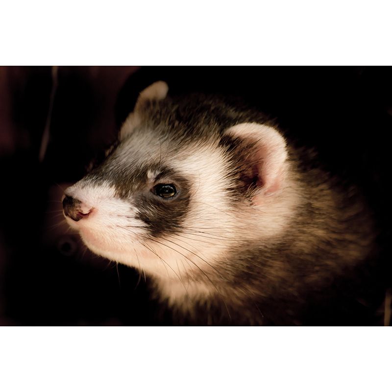 Cute Ferret Mural Wallpaper Wall Covering Mildew Resistant for Sleeping Room