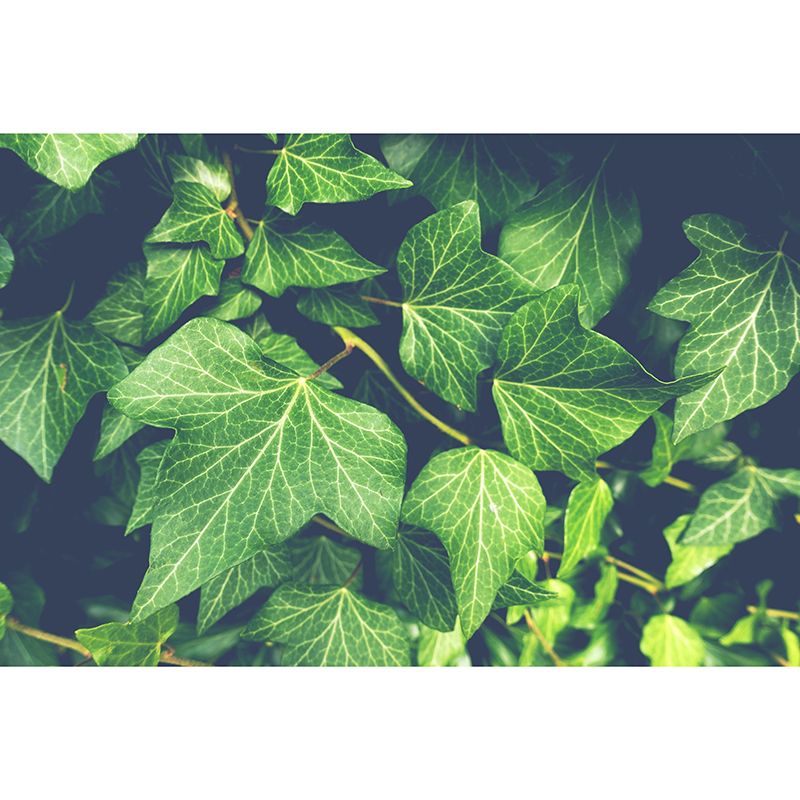 Ivy Leaf Wall Murals Contemporary Style Moisture Resistant Wall Covering