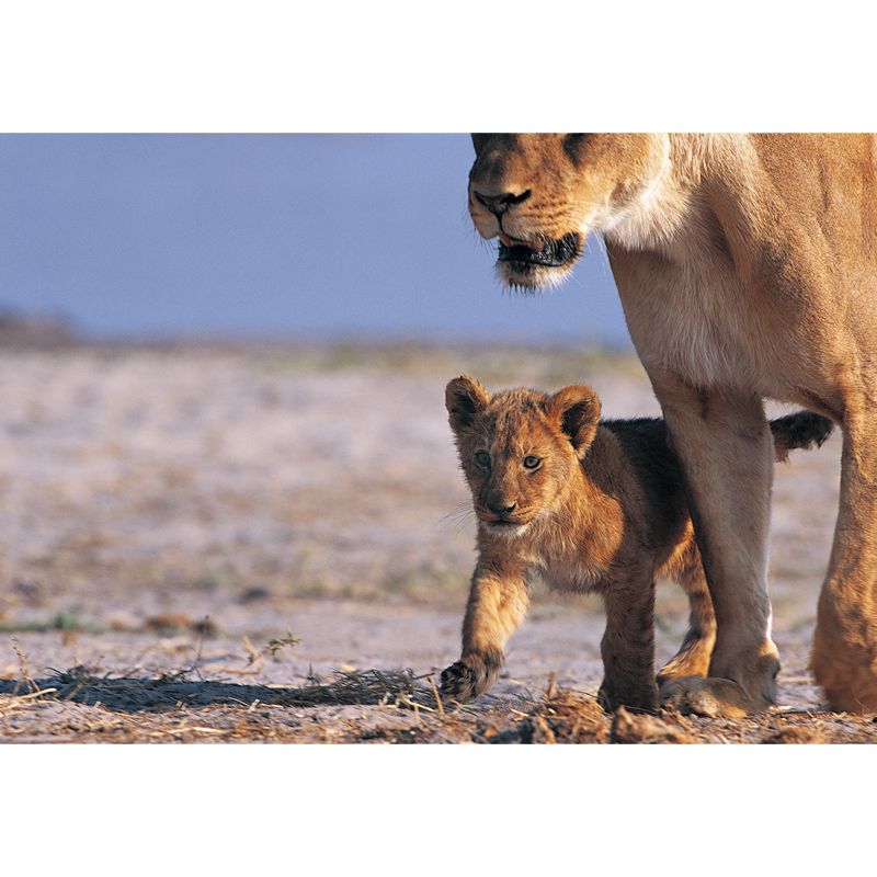 Big Modern Wall Paper Mural Brown Lion Cub with Its Mother Wall Art, Made to Measure