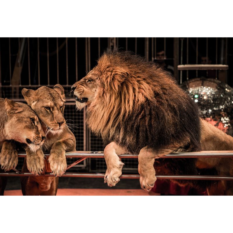 Brown Modern Wallpaper Mural Large Male Lion with Its Wives Wall Art for Bedroom