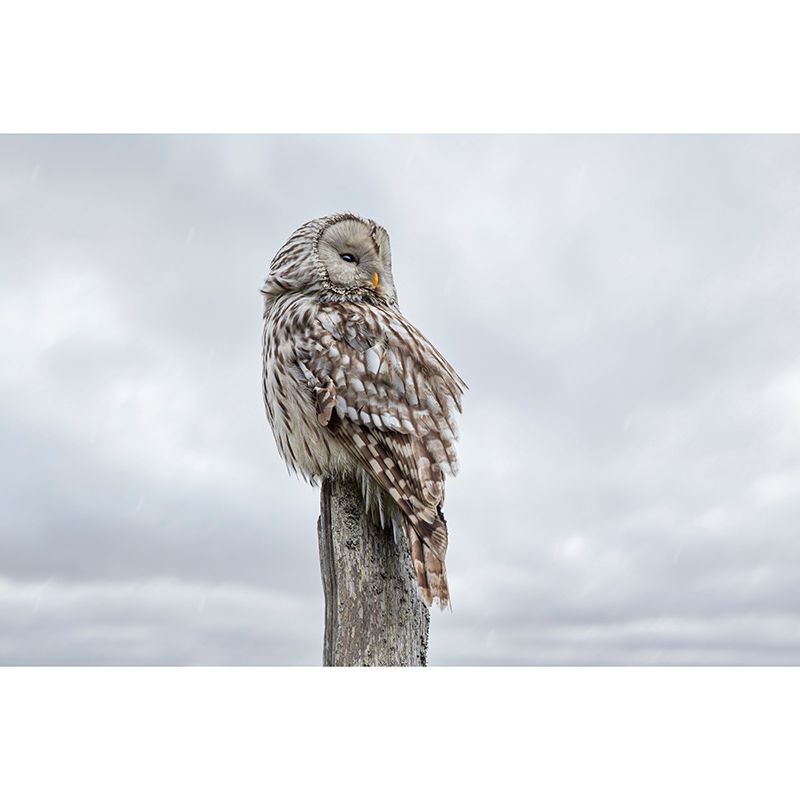 Rare Animal Owl Mural Moisture-Resistant Wall Decoration for Living Room Bedroom