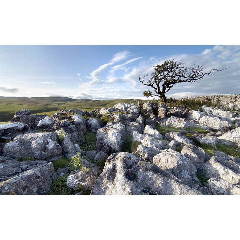 Whole Landscape Mural Decal Modern Fascinating Stone and Leafless Tree Wall Decor in Grey