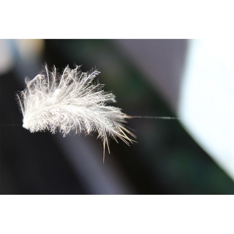 Photography Feather Mural Eco-friendly Decorative Wallpaper for Home
