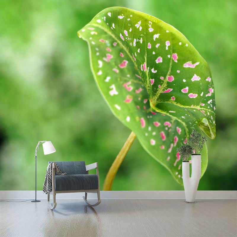 Caladium Plant Mural Wall Paper Home Decorations for Kitchen Living Room Bedroom