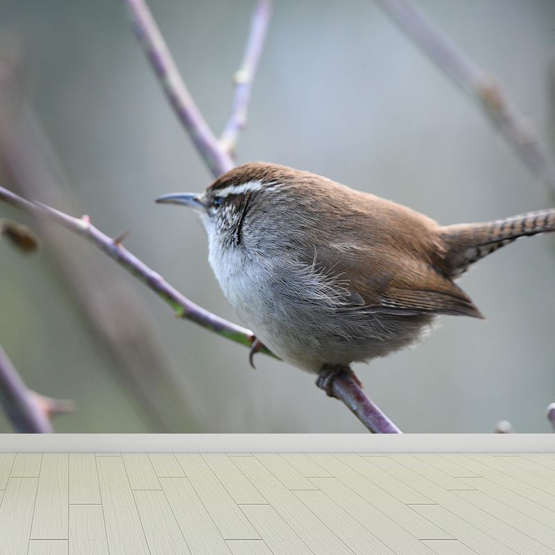 Customized Wren Wall Paper Murals Mildew Resistant Living Room Wall Decor