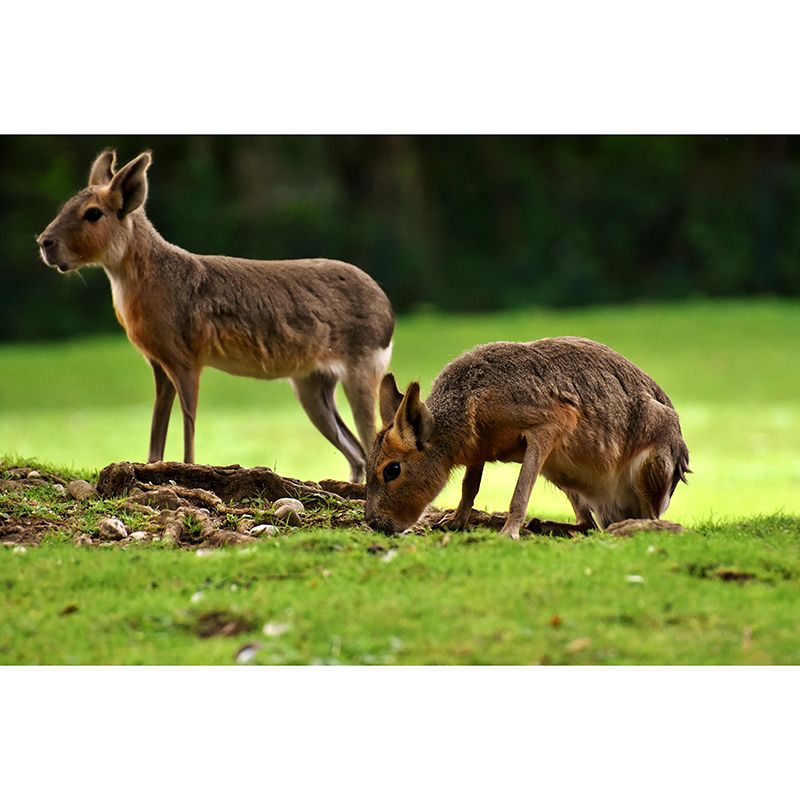 Photography Pampas Rabbit Mural Decorative Wallpaper Decor for Living Room