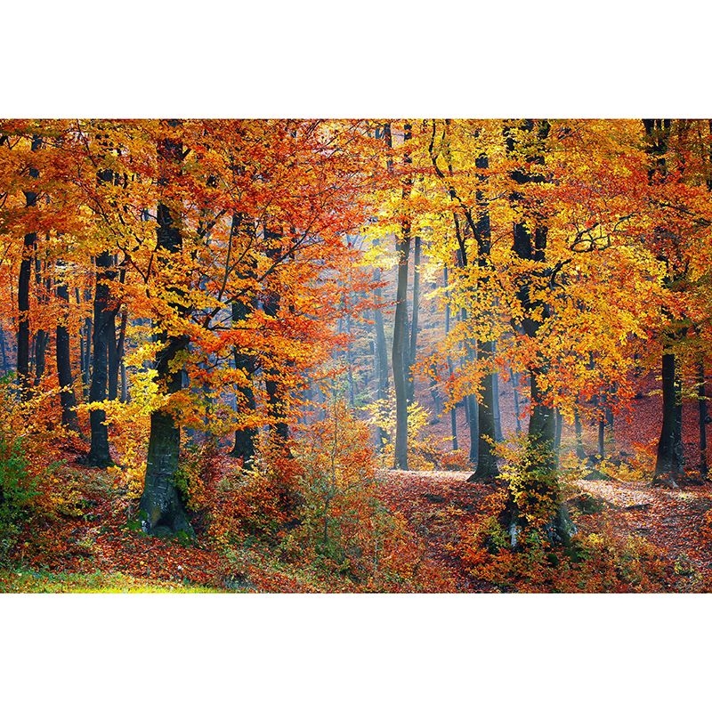 Photography Stain Resistant Wall Mural Wallpaper Forest Sitting Room Wall Mural