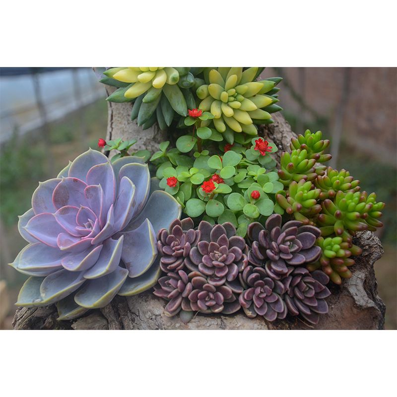 Modern Green Plant Wall Mural with Succulent Potted Plants Pattern for Bar Decoration