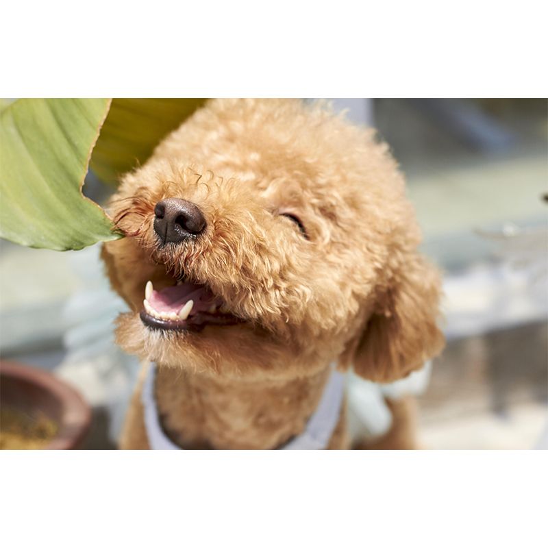 Lovely Poodle Mural Wall Decor Living Room Wall Covering for Decoration