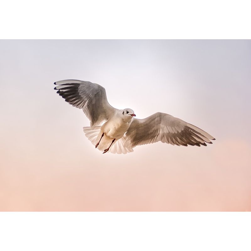 Environmental Photography Mural Wallpaper Birds Indoor Wall Mural