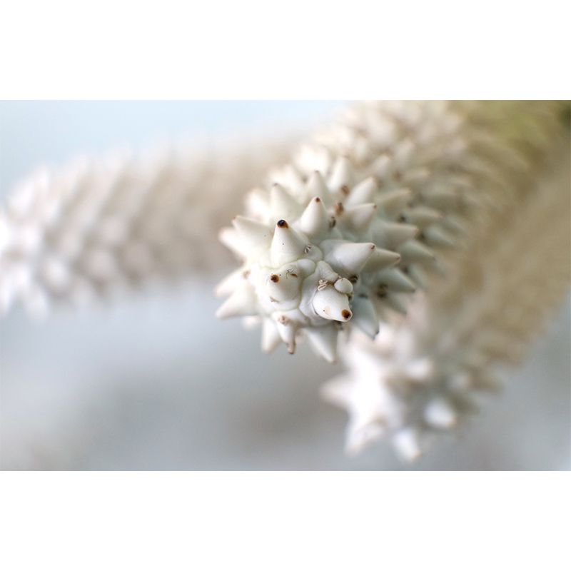 Plant Wall Decor for Living Room Wall Covering Murals, Moisture Resistant