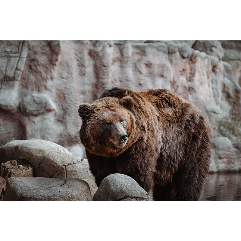 Modern Bear Mural Wall Decor Mildew Resistant Living Room Wall Mural Wall Art