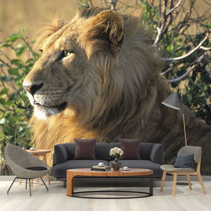 Large Lion Wallpaper Mural Modern Cool Wild Animal Wall Art in Brown for Living Room