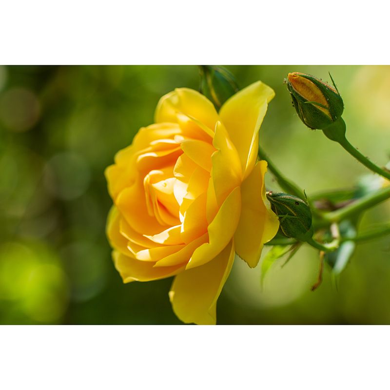 Beautiful Flower Mural Wallpaper Stain Resistant for Sleeping Room, Custom-Made