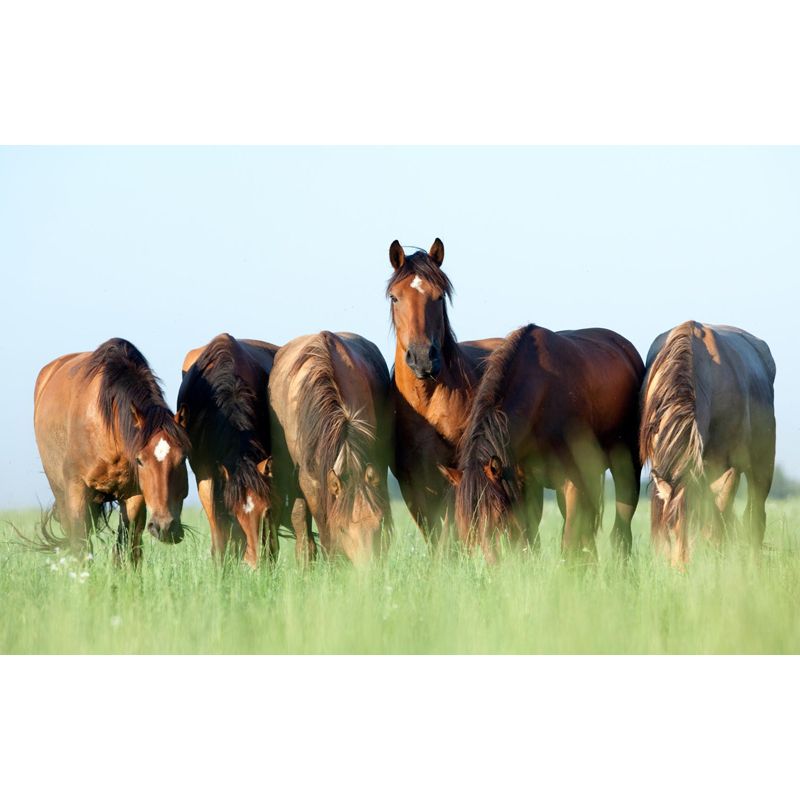 Revêtement mural contemporain en forme de cheval, décoration murale animale de couleur foncée pour chambre de garçon