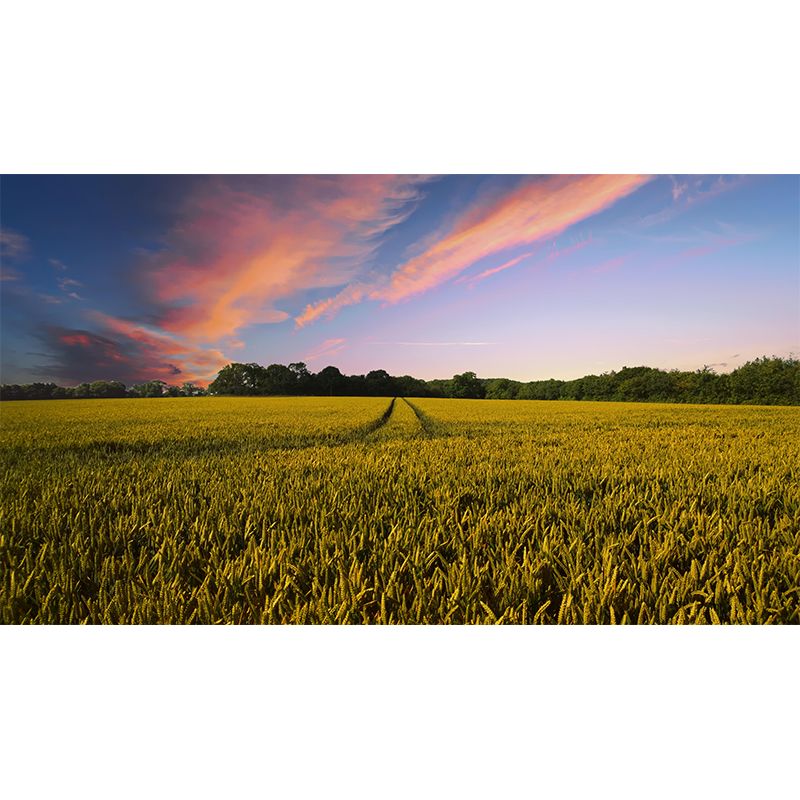 Modern Barley View Mural Wallpaper Light Color Wall Covering for Dining Room