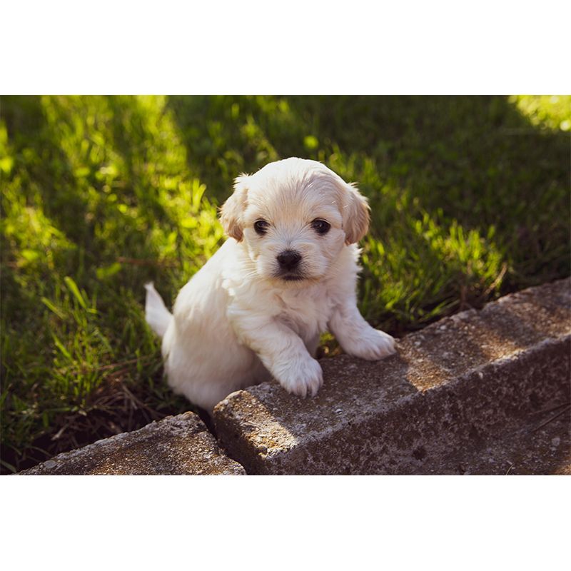 Customized Puppy Wall Mural Contemporary Photography for Bedroom Living Room