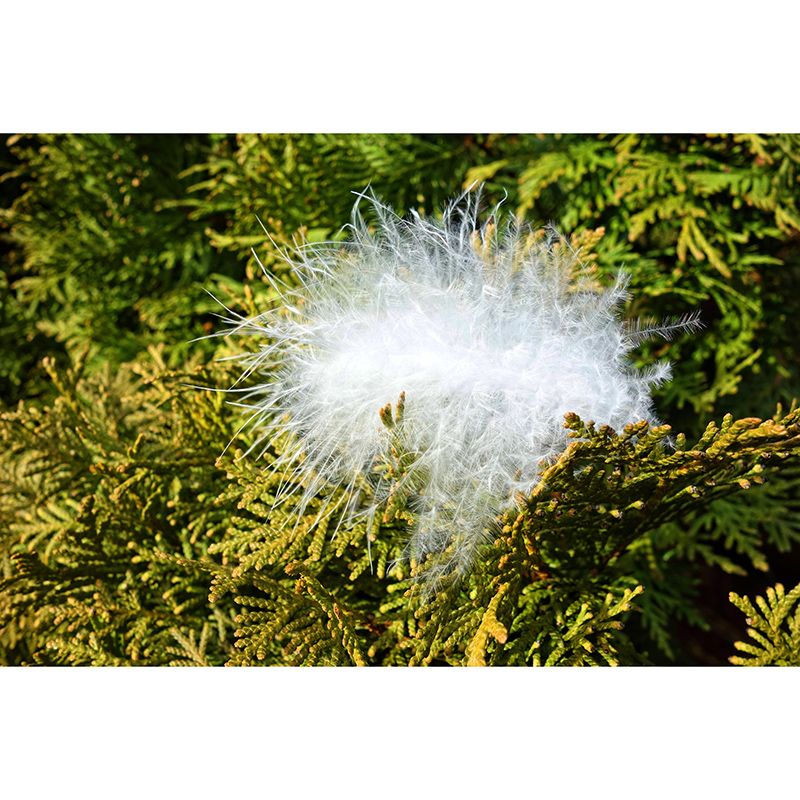 Light Bird Feather Wall Mural Modern Style Mildew Resistant for Living Room