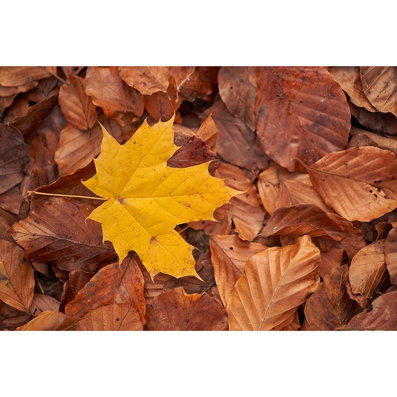 Washable Photography Mural Wallpaper Plants Landscape Indoor Wall Mural