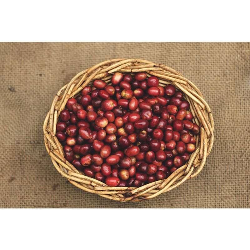 Soft Color Coffee Beans Wallpaper Murals Environment Friendly for Coffee Shop