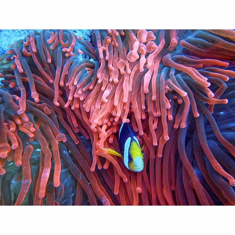 Marine Organism Mildew Resistant Wallpaper Photography Sleeping Room Wall Mural