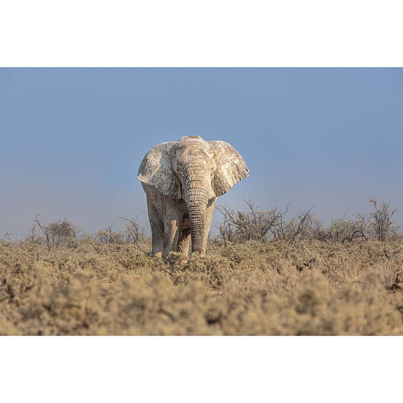 Elephant Animal Wall Covering for Home Decoration Waterproofing, Made to Measure