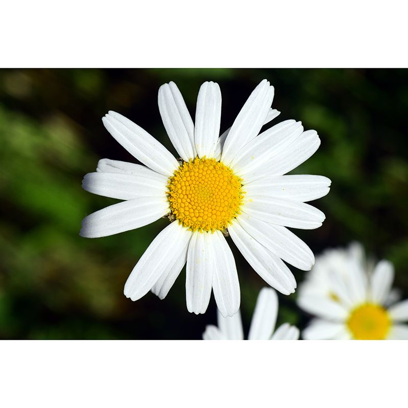 Marguerite Flower Wall Mural for Sleeping Room Decoration, Custom Size Available