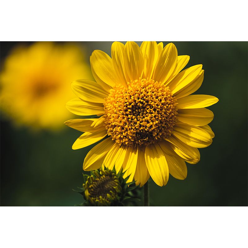 Customized Sunflower Mural Wall Covering Eco-friendly Wallpaper for Bedroom