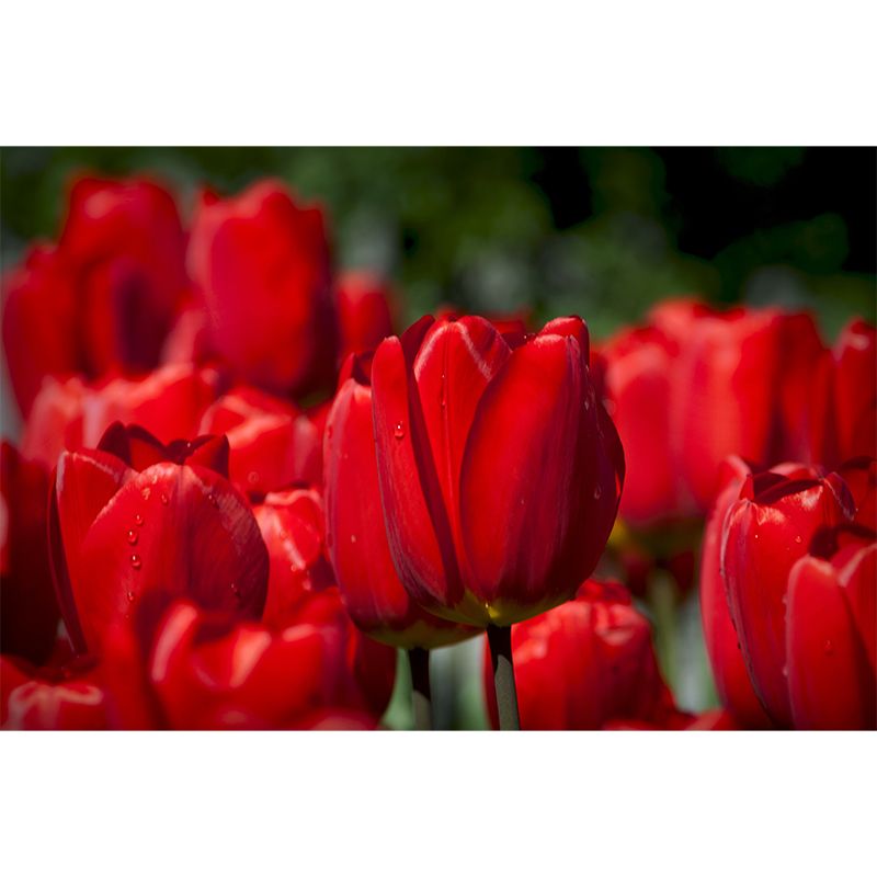 Blossoming Tulip Home Decor Personalized Size Wall Mural Decal for Girl's Bedroom