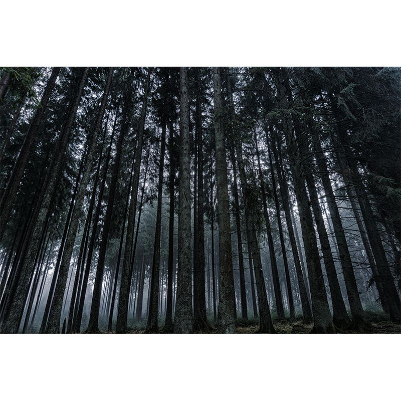 Forest Scene Style Nature 3D Wall Mural Wallpaper Photography Mildew Resistant Wall Art