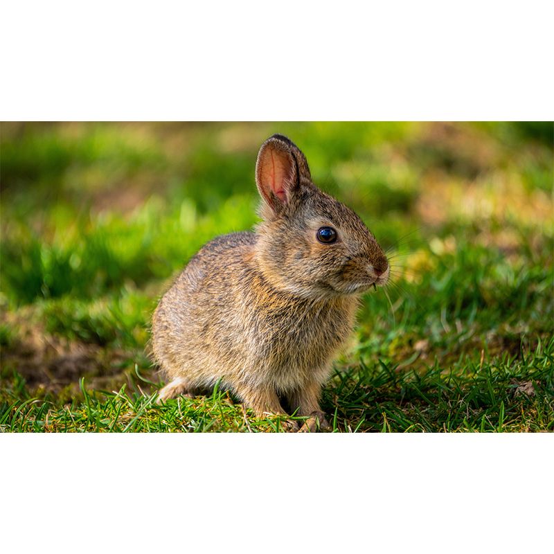 Photography Hare Mural Wall Decor Mildew Resistant Living Room Wall Mural Wall Art