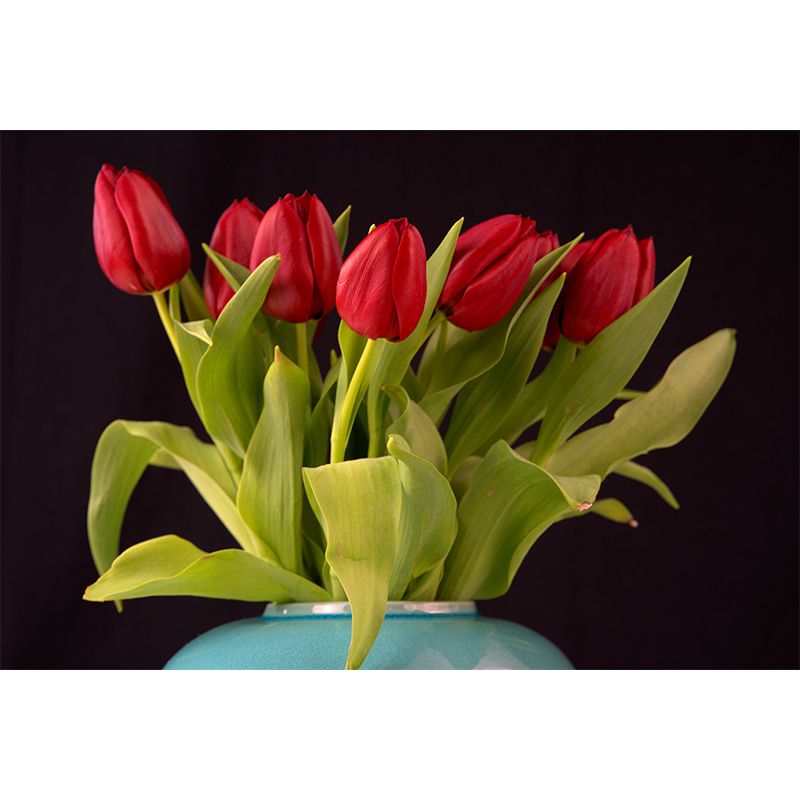 Photography Tulip Wall Mural Decal for Sitting Room, Personalized Size Available