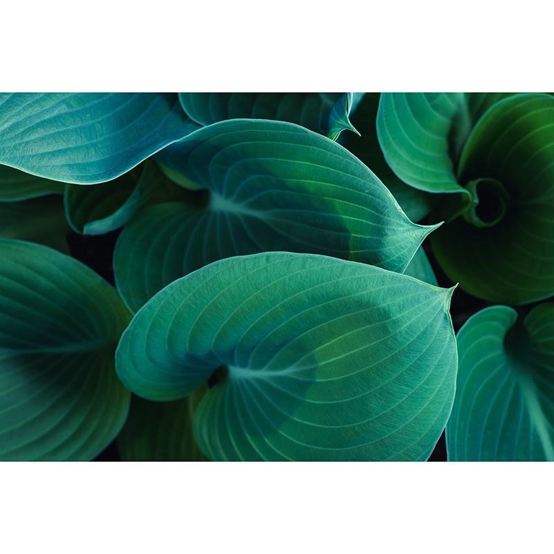 Photography Stain Resistant Mural Wallpaper Plants Living Room Wall Mural