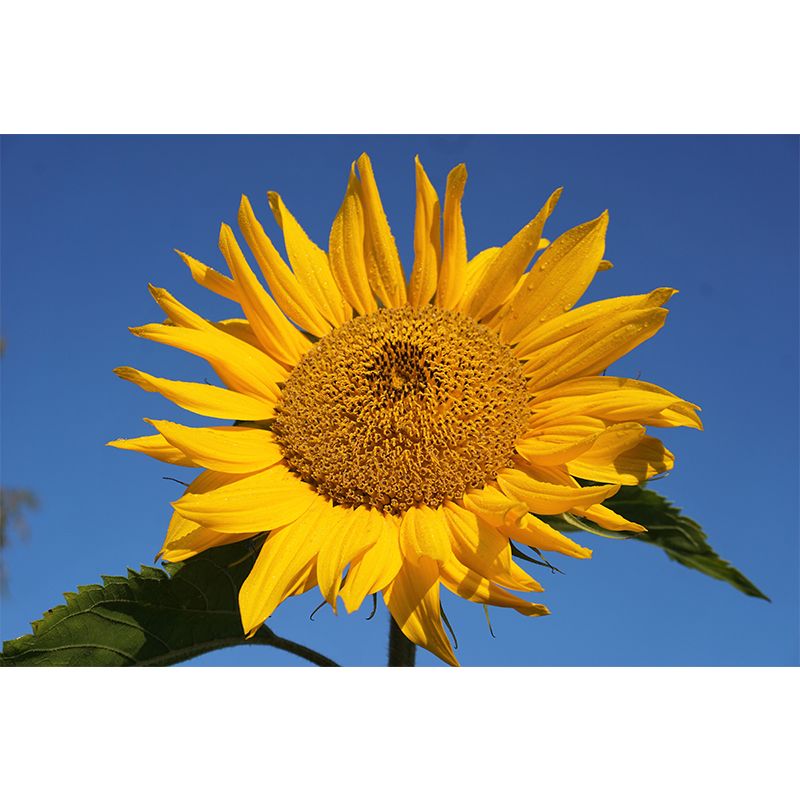 Yellow Sunflower Moisture Resistant Wall Decor for Living Room, Made to Measure