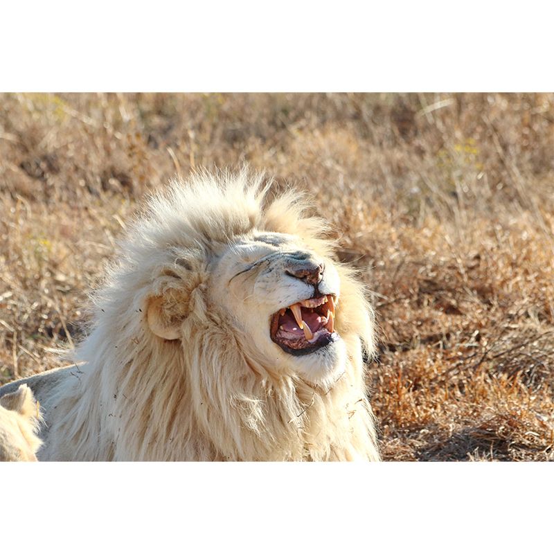 Modern Lion Mural Wallpaper Moisture Resistant Living Room Wall Covering