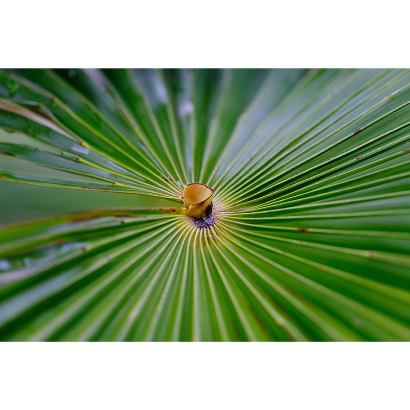 Tropical Palm Leaves Mural Soft Color Stain Resistant Wall Art for Living Room