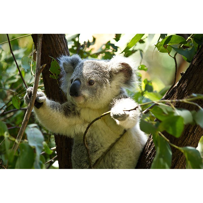 Koala Animals Mural Wallpaper Water Resistant Wall Decor for Living Room