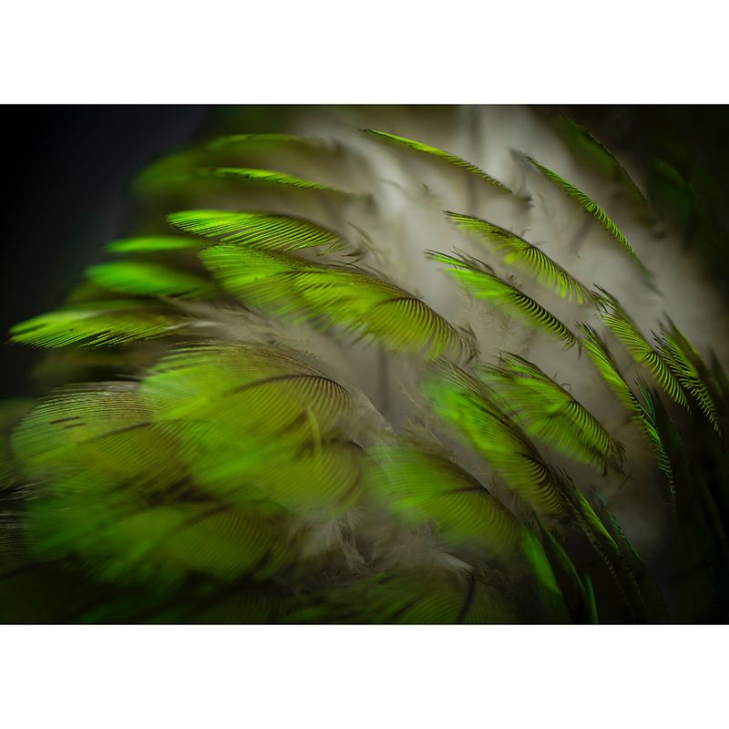 Photography Stain Resistant Mural Wallpaper Soft Feathers Sleeping Room Wall Mural