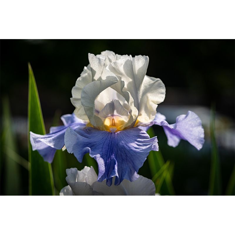 Customized Iris Mural Wall Covering Eco-friendly Wallpaper for Bedroom